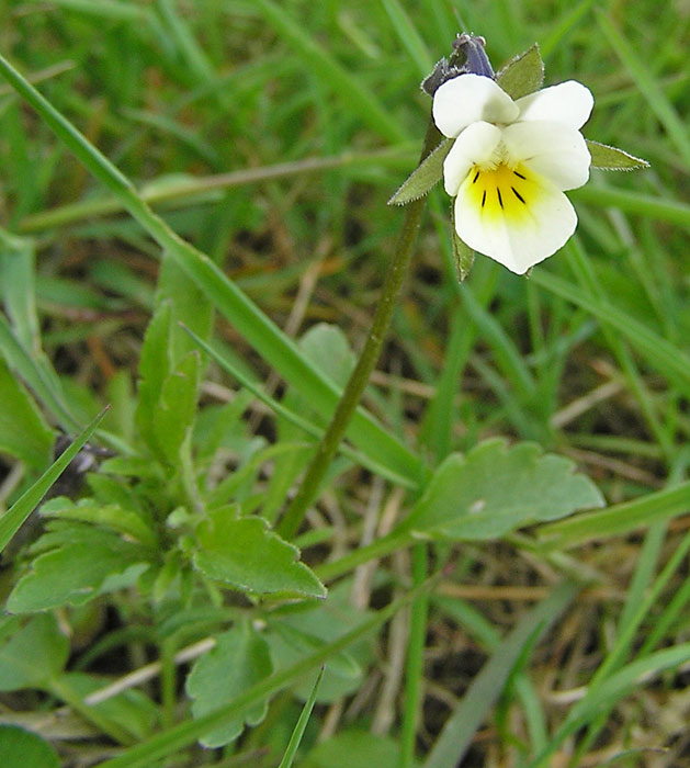 Acker-Stiefmütterchen, Viola arvensis